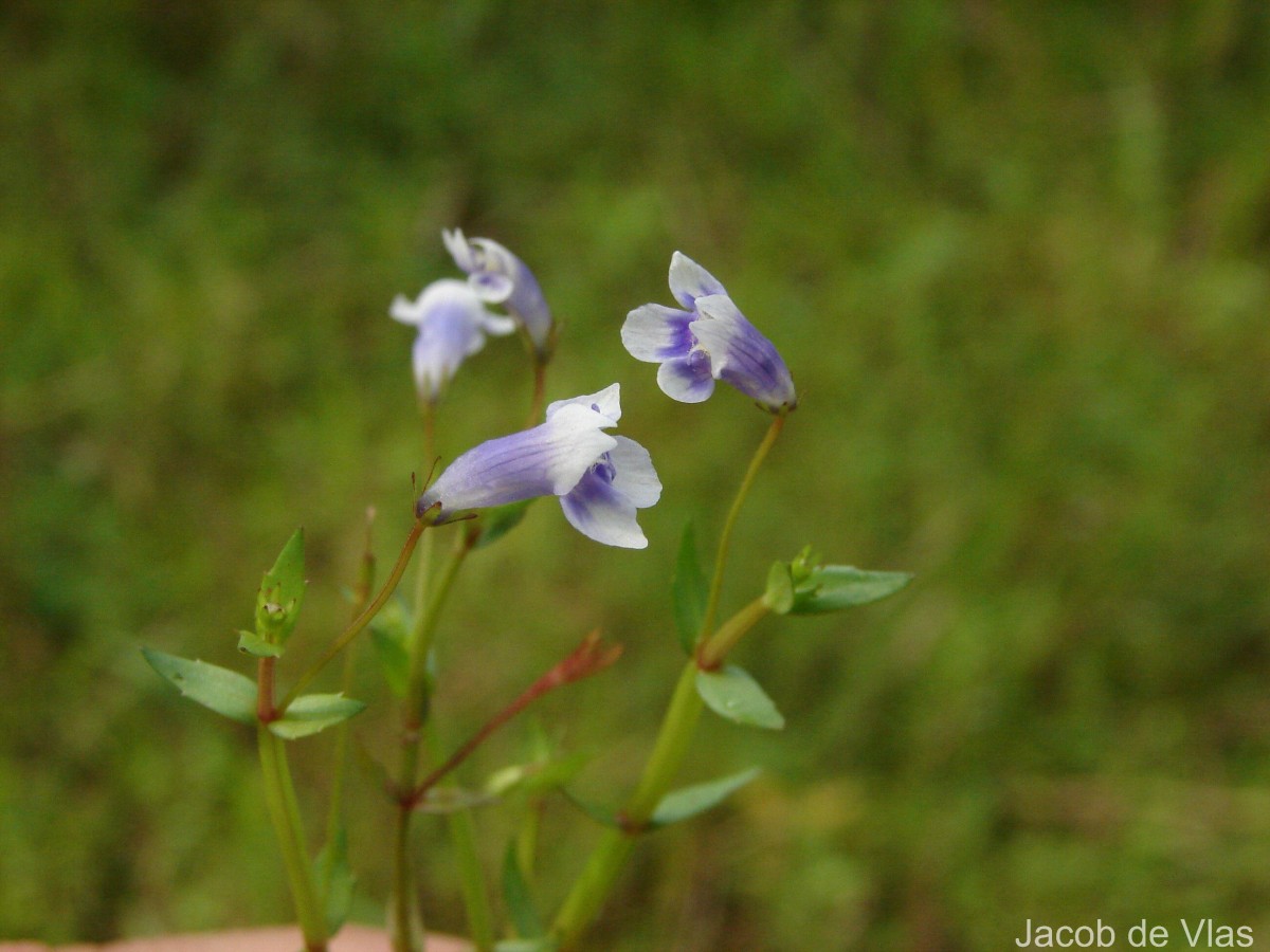 Lindernia hyssopioides (L.) Haines